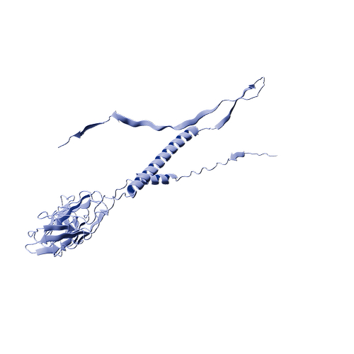 Human CD32b (C-6His, HEK293)